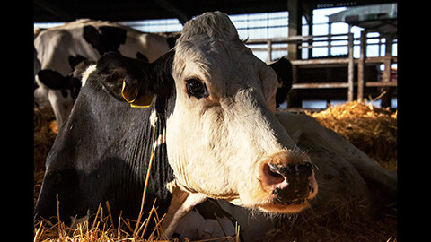 COW／牛