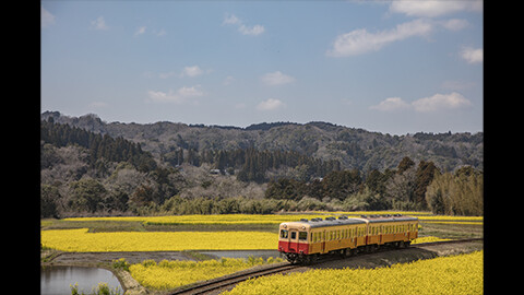 ローカル鉄道で訪れたい場所 菜の花あふれる春の小湊鐵道