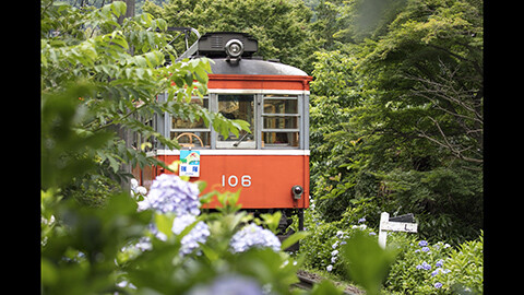 ローカル鉄道で訪れたい場所 箱根登山鉄道とあじさい